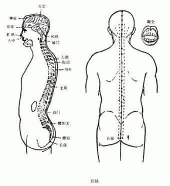 【人体经络】督脉