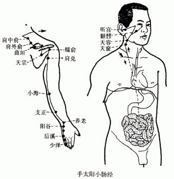 【人体经络】手太阳小肠经