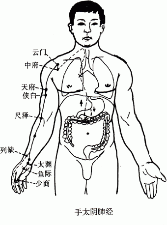 【人体经络】手太阴肺经