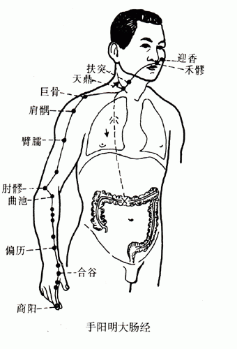 【人体经络】手阳明大肠经