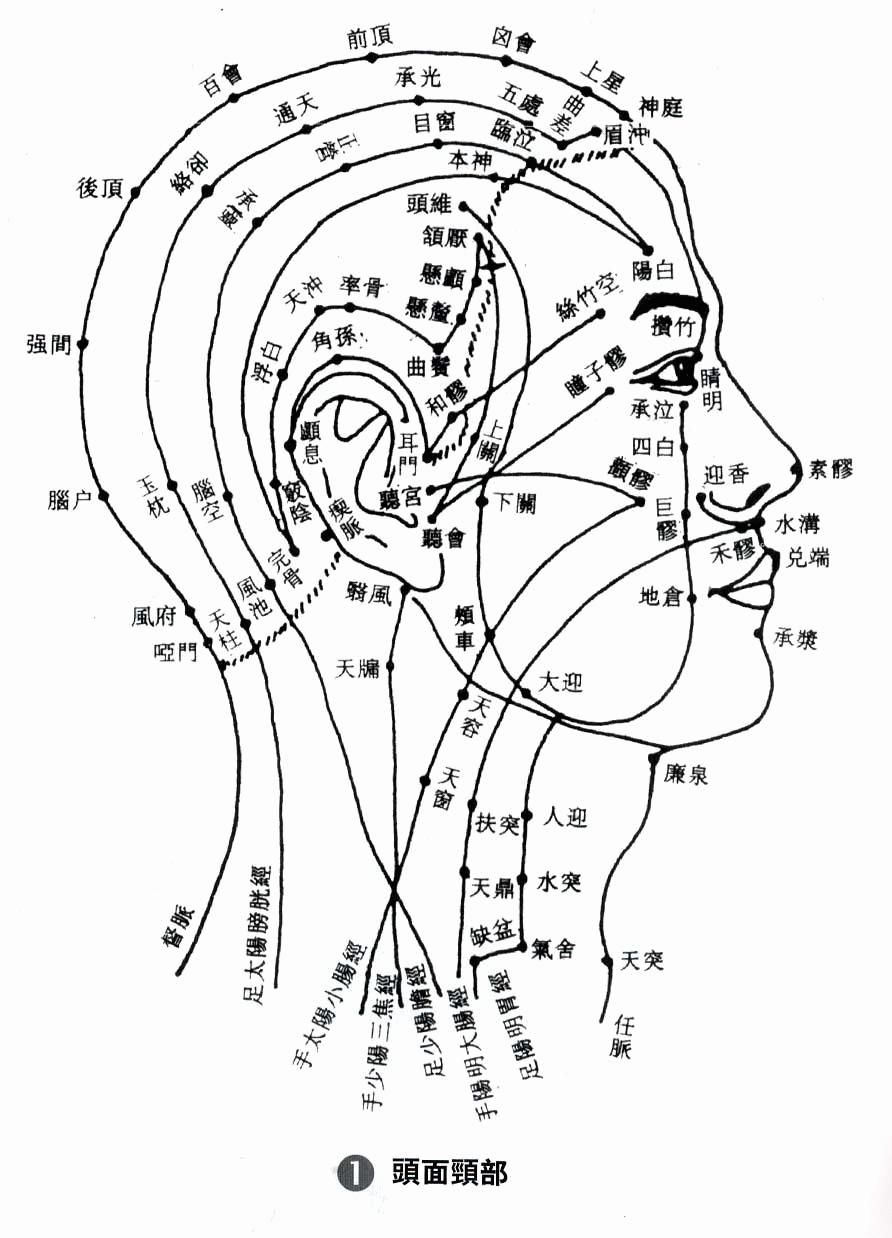 【人体经络】头部穴位