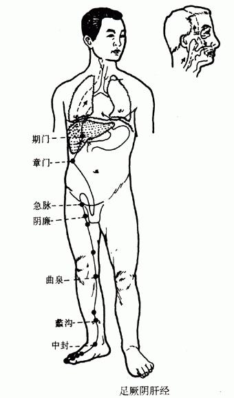 【人体经络】足厥阴肝经