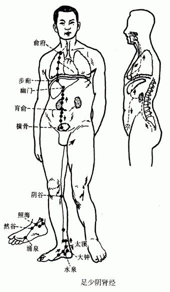 【人体经络】足少阴肾经