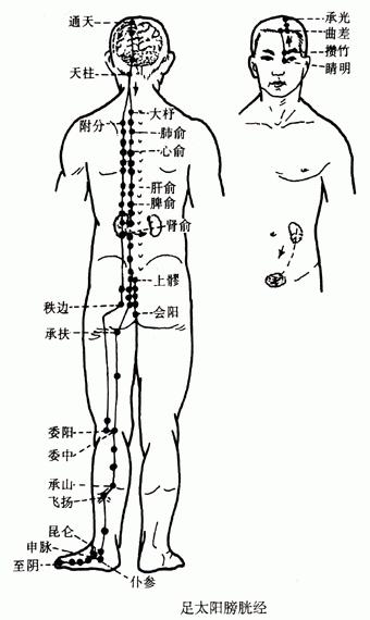【人体经络】足太阳膀胱经