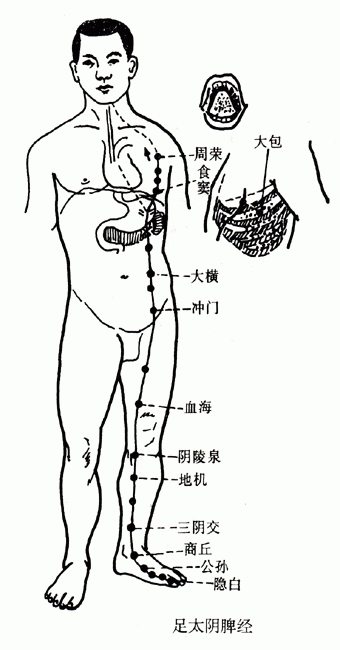 【人体经络】足太阴脾经