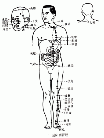 【人体经络】足阳明胃经